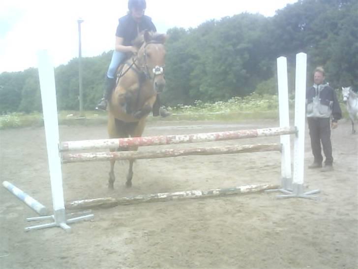 Anden særlig race Sussie (*DØD) billede 15