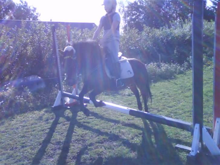 Dartmoor Skovbrynets Freja billede 12