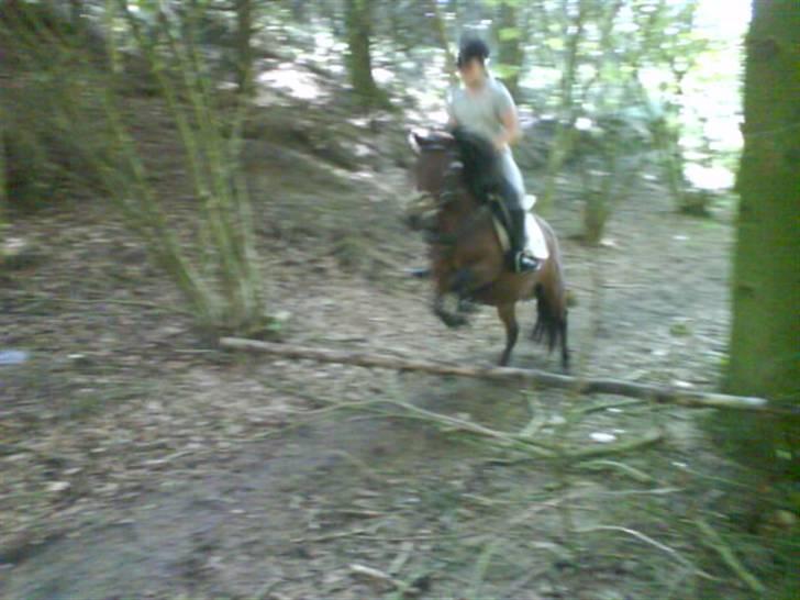 Dartmoor Skovbrynets Freja billede 13