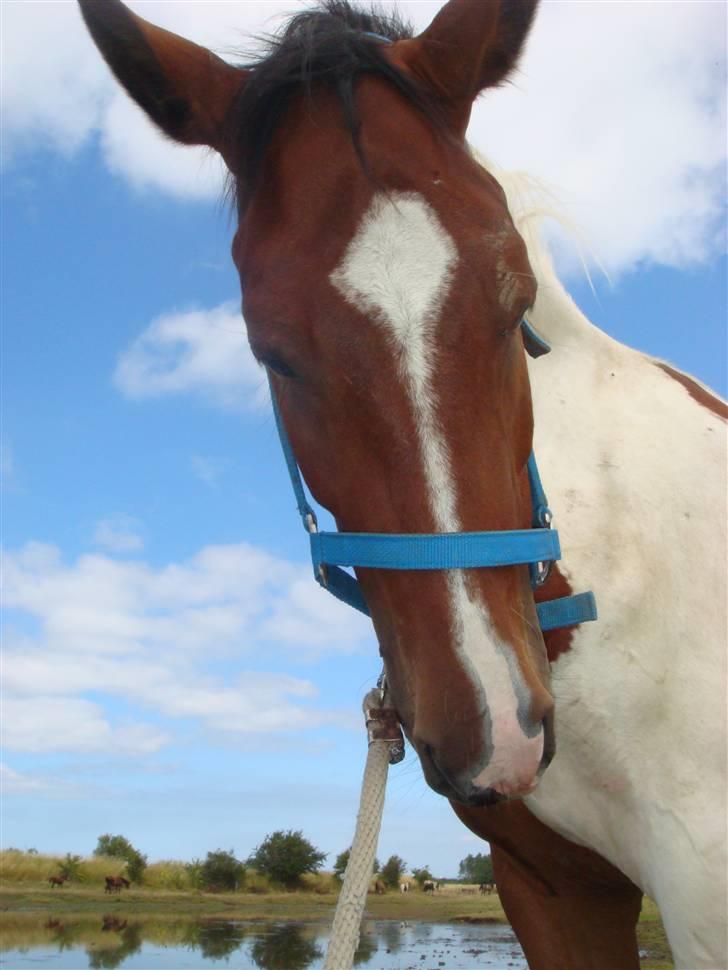 Pinto Hoelgaard´s Ferrari Enzo  billede 7