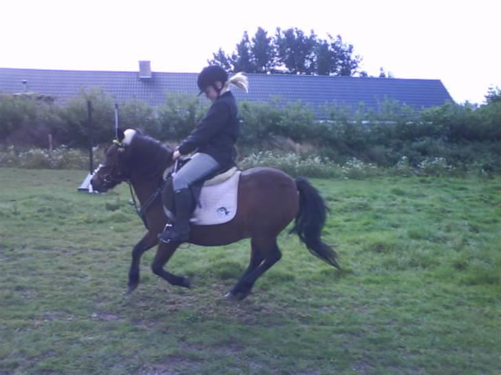 Dartmoor Skovbrynets Freja billede 14