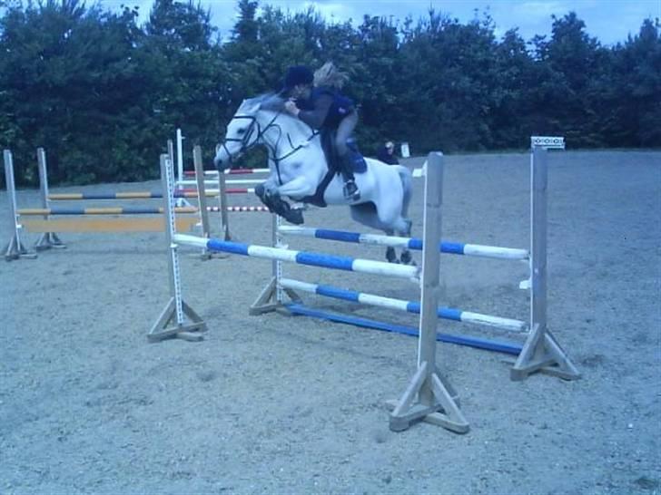 Belgisk Sportspony  | C Bloody Mary - Wee spring <3 billede 19