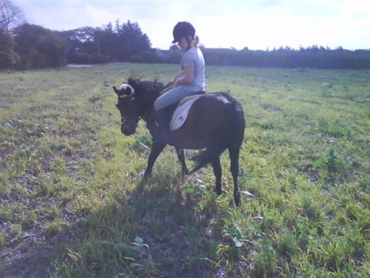 Dartmoor Skovbrynets Freja billede 15