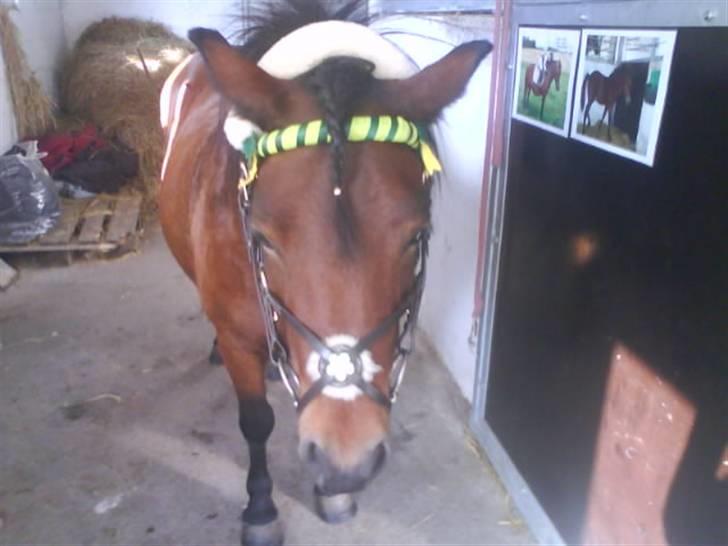 Dartmoor Skovbrynets Freja billede 16