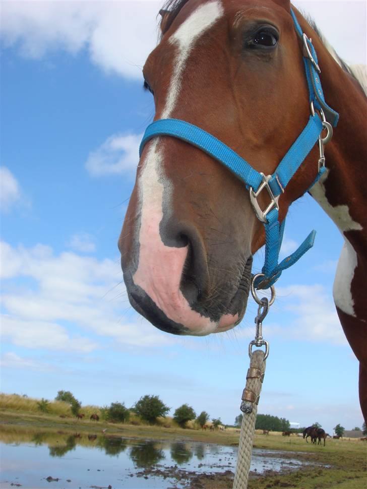 Pinto Hoelgaard´s Ferrari Enzo  billede 8
