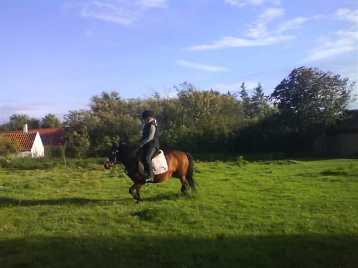 Dartmoor Skovbrynets Freja billede 17