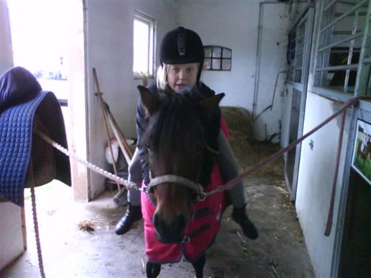 Dartmoor Skovbrynets Freja billede 18