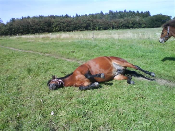 Dartmoor Skovbrynets Freja billede 19