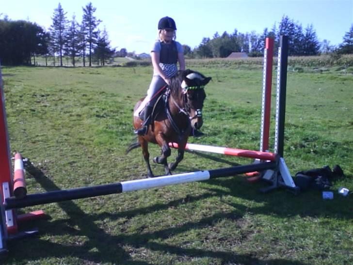 Dartmoor Skovbrynets Freja billede 20