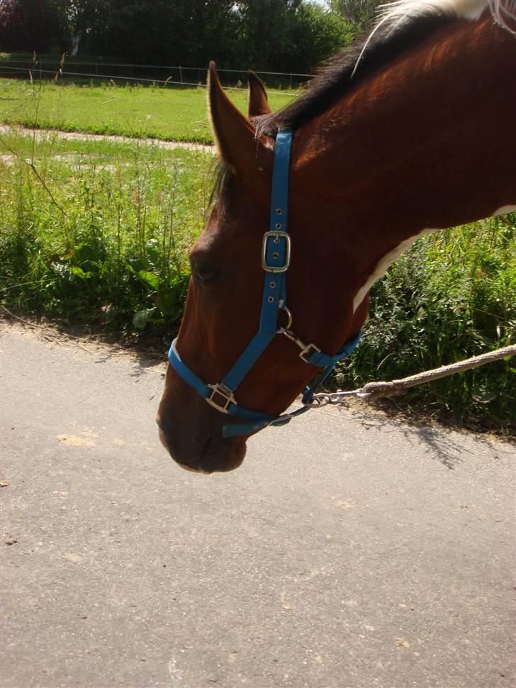 Pinto Hoelgaard´s Ferrari Enzo  billede 10