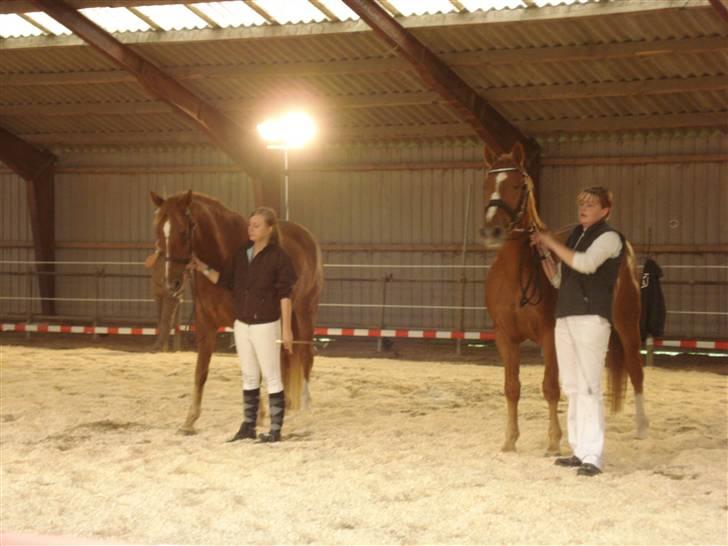 Knabstrupper Rughavens Arami *RIP* - Arami , sammen med den anden Røde vallak  til kårring ..  billede 6