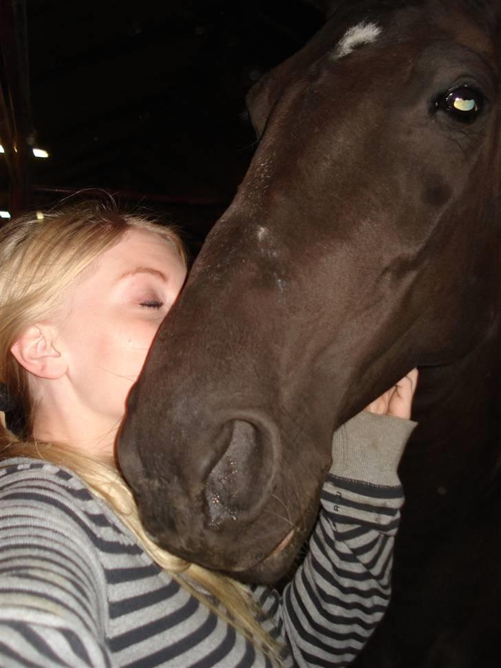 Dansk Varmblod Snow Bird SOLGT - Wow, der var lige et hestehovede :D . Hehe. hun er en værre nussegøj billede 9