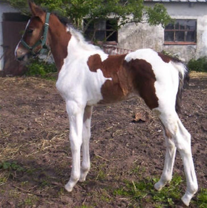 Pinto Hoelgaard´s Ferrari Enzo  - Enzo 7 dage gammel ! Så Smuk han er gudeskøn ! billede 11