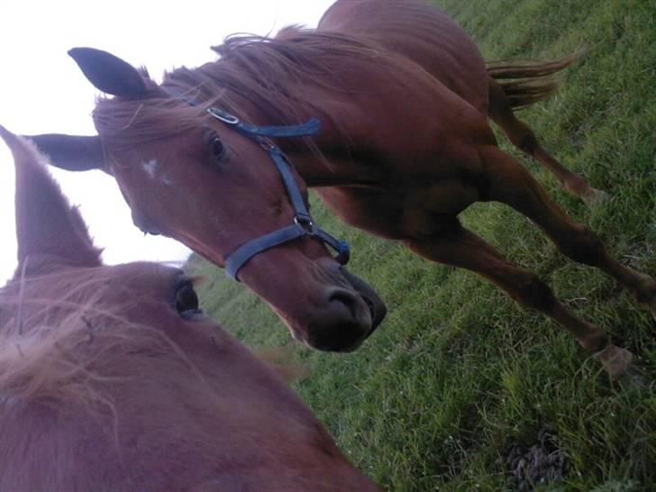 Traver Chalup Bangsbo billede 1