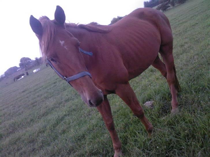 Traver Chalup Bangsbo billede 3