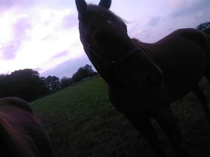 Traver Chalup Bangsbo billede 4