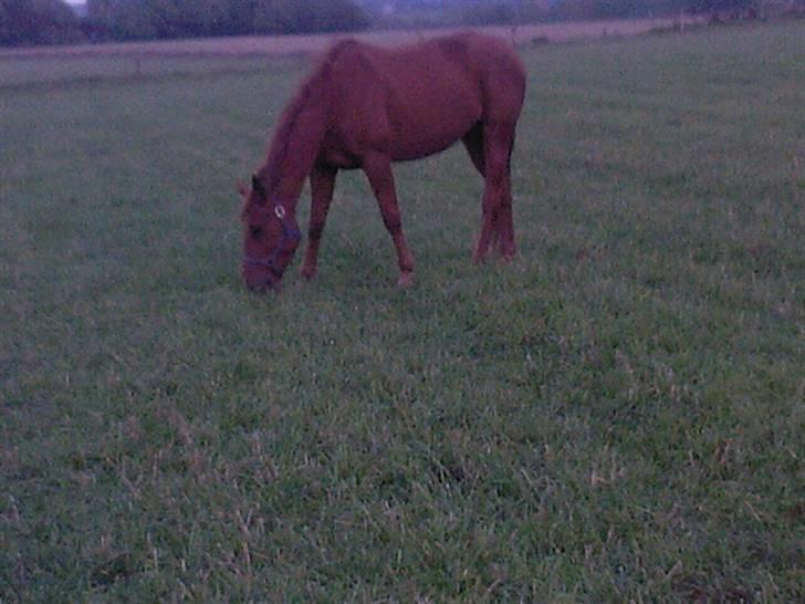 Traver Chalup Bangsbo billede 5