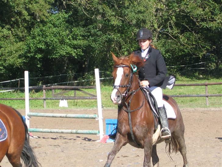 Hollandsk Sportspony Scarlett Angel [R.I.P] ;( - 3 plads i LD  billede 2