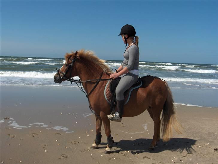 Anden særlig race Amanda - Rømø billede 3