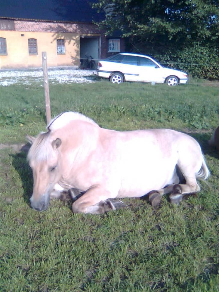 Fjordhest fossia >R.I.P< - formiddags lur i solen billede 7