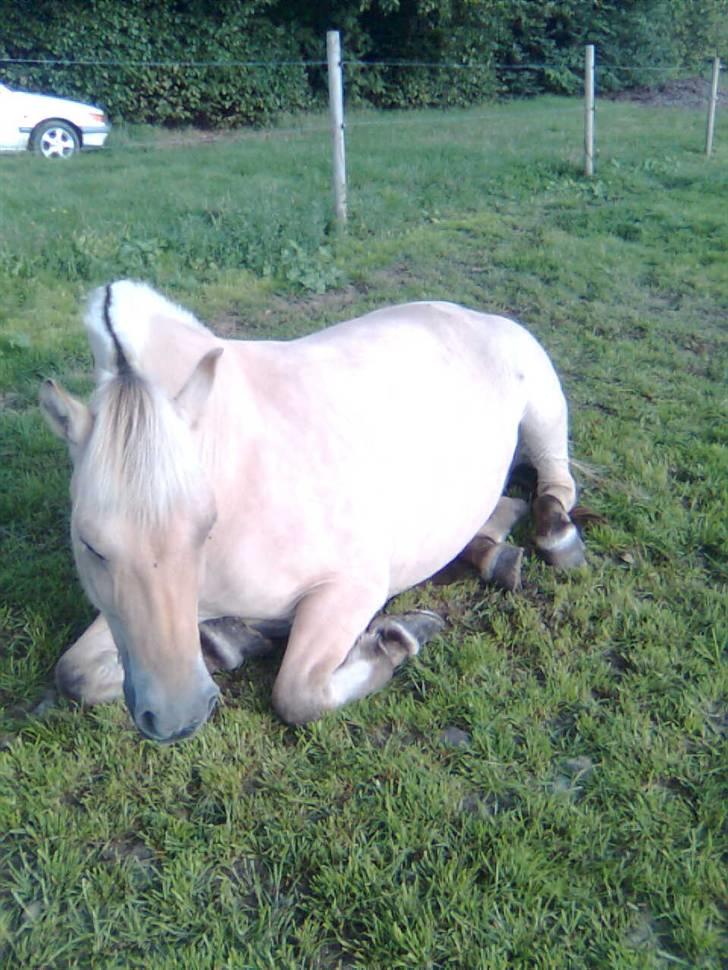 Fjordhest fossia >R.I.P< billede 8