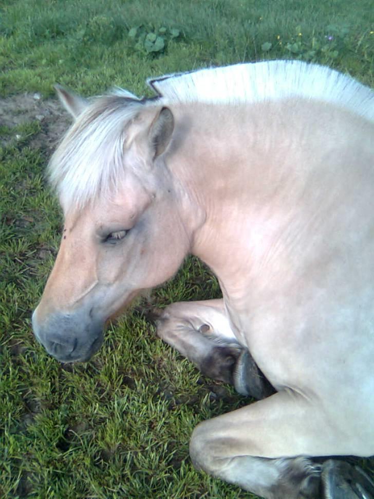 Fjordhest fossia >R.I.P< billede 9