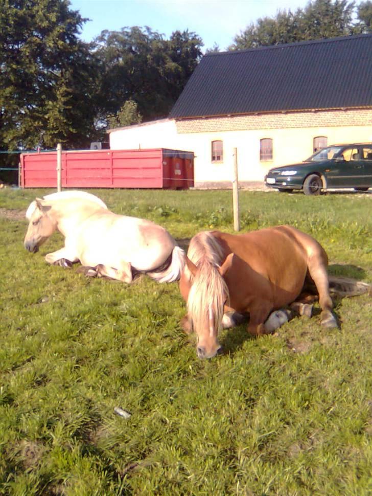 Anden særlig race cha-cha - hyggelig formiddags lur sammen med fossia billede 7