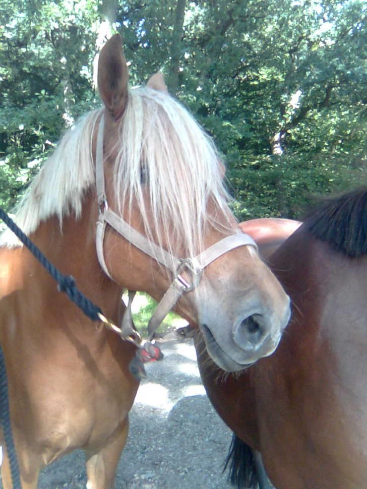 Anden særlig race cha-cha - afslapning efter en tur i skoven, venter på at blive læsset i trailer billede 8