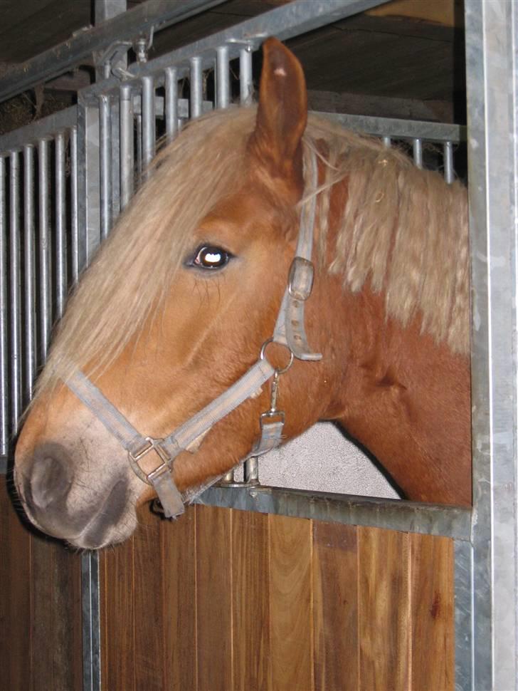 Anden særlig race cha-cha - Cha-cha 4 år billede 9