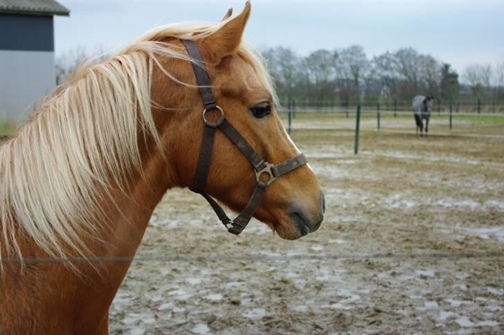 Palomino Lykkesholm's Smeagel billede 1