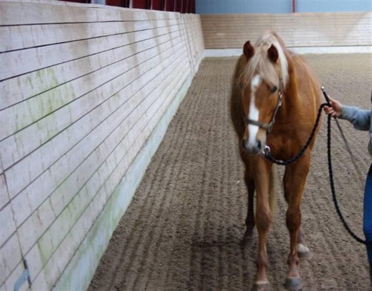 Palomino Lykkesholm's Smeagel billede 2