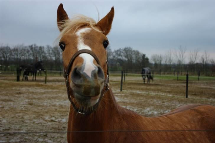 Palomino Lykkesholm's Smeagel billede 3