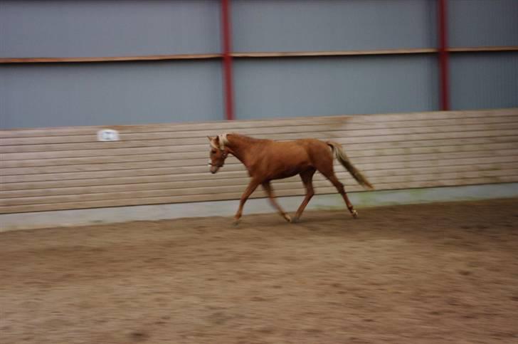 Palomino Lykkesholm's Smeagel billede 4