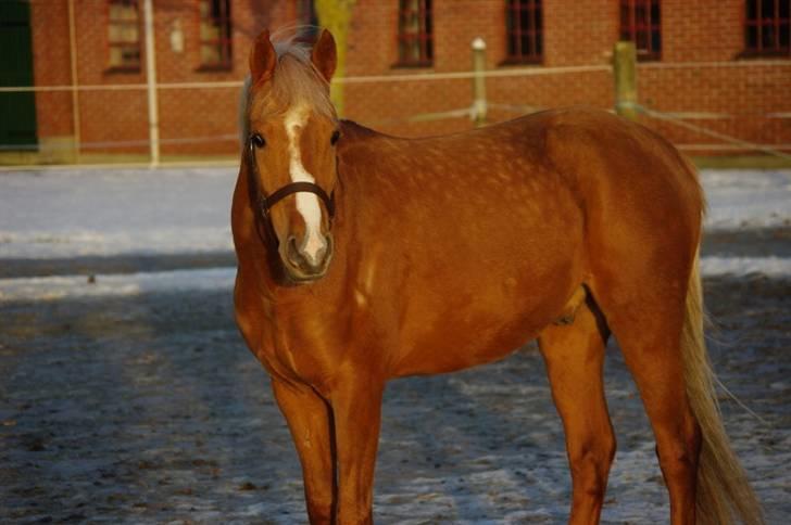 Palomino Lykkesholm's Smeagel billede 5