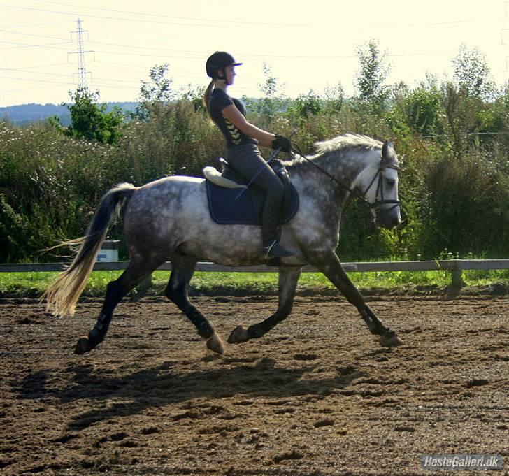 Welsh Partbred (Sec F) Stauslykke'S VincentSOLGT - Præmieoverrækkelser . 1. plads .. billede 5