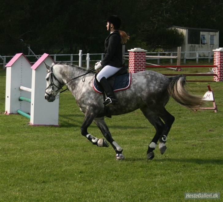 Welsh Partbred (Sec F) Stauslykke'S VincentSOLGT - Fuld fart på springbanen (: billede 9