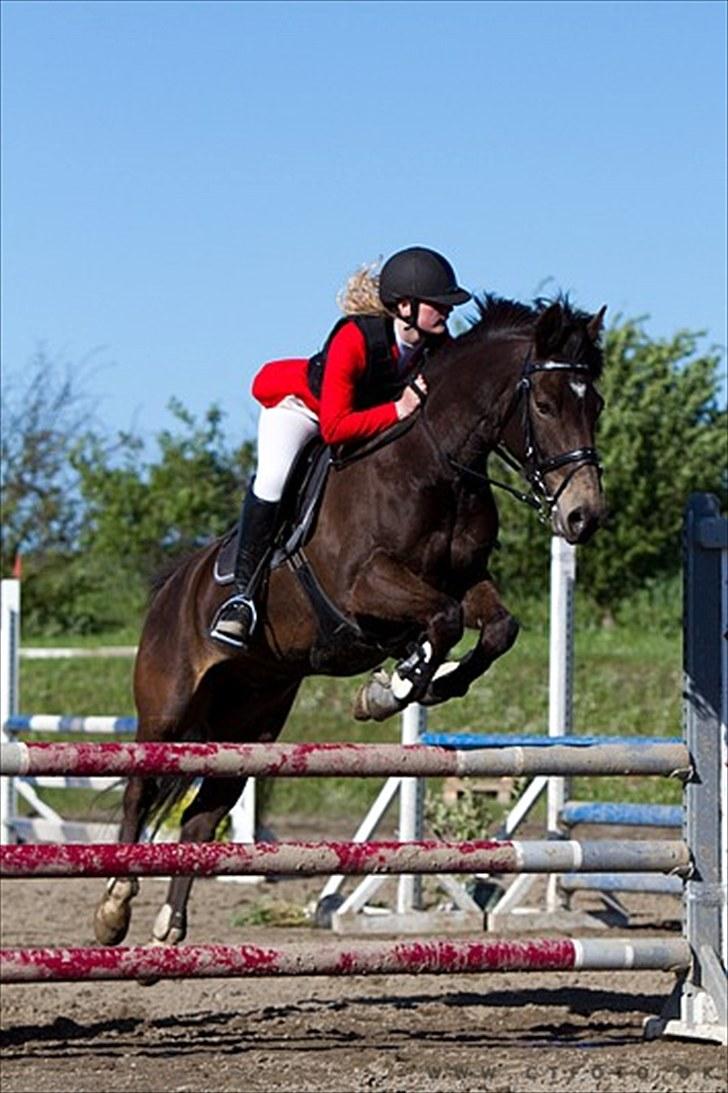 Anden særlig race Bailey - LA i SYK billede 16