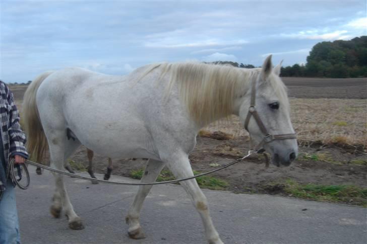Anden særlig race BEAUTY - så skal vi hjem nok for denne dag billede 5