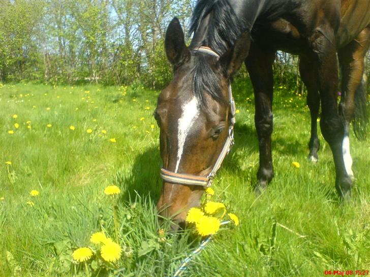Anden særlig race Rachelieu uglvig - Rache har sådan et sødt lille hoved :) billede 19