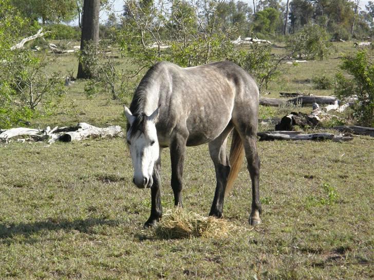 Anden særlig race - Wybelina's Scruffy Bear  billede 8