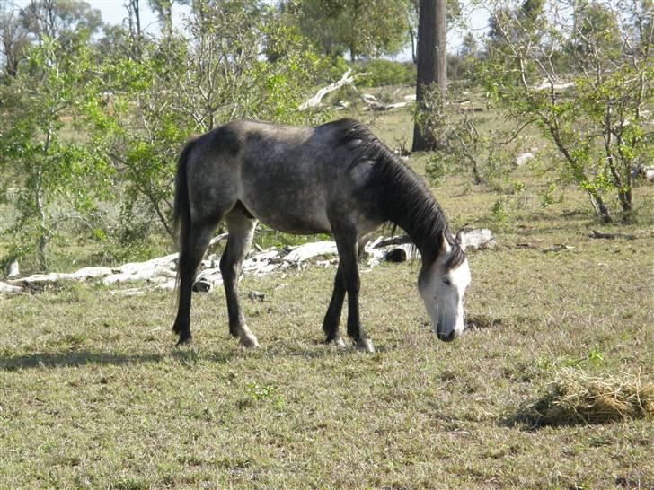 Anden særlig race - Wybelina's Scruffy Bear  billede 9