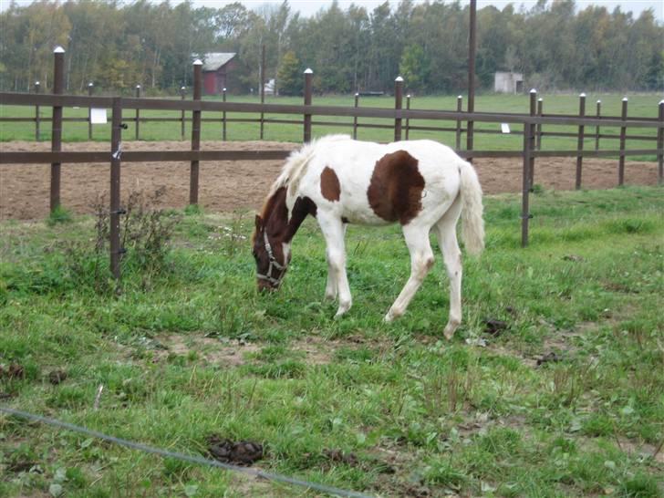 Pinto Shillinaards Waldemar billede 6