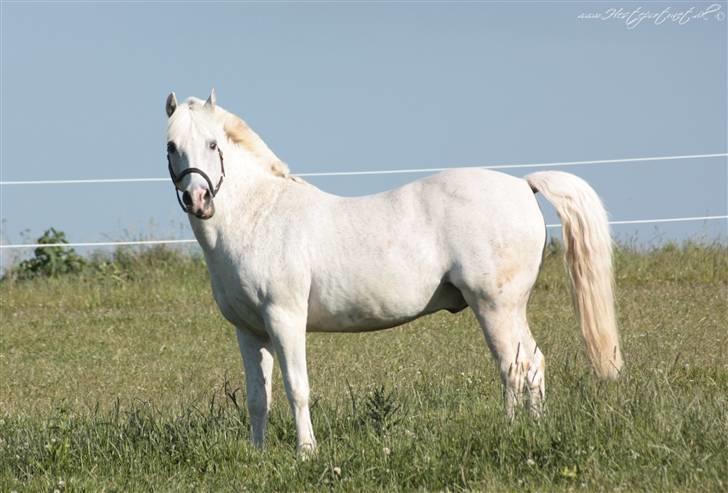 Anden særlig race † Fillur † *Alting* <3 - Den dag du blev aflivet<3 den dag jeg ikke vil huske, men alligevel tænker på hele tiden. min smukke hvide pony er væk forevigt !!!   taget af hesteportreat.dk billede 15