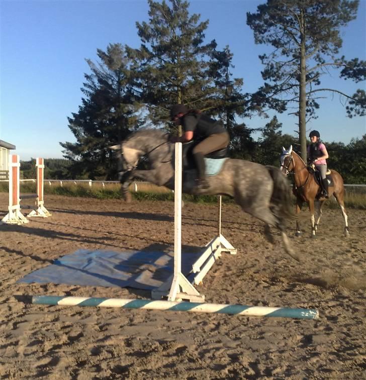 New Forest Rødtjørns Geronimo - Første gang springer vandgrav !! Han tøvede ikke engang :) Sindal d.5/8-09 billede 11