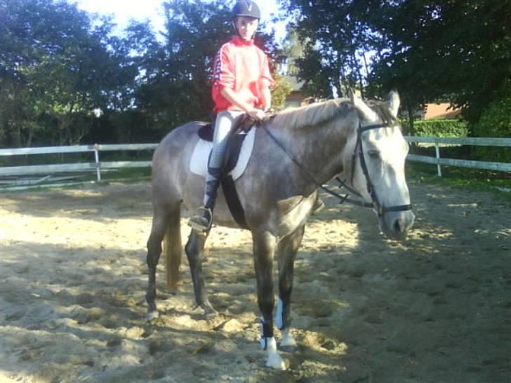 Dansk Varmblod Bling Bling <3 - Forår 2009 billede 9