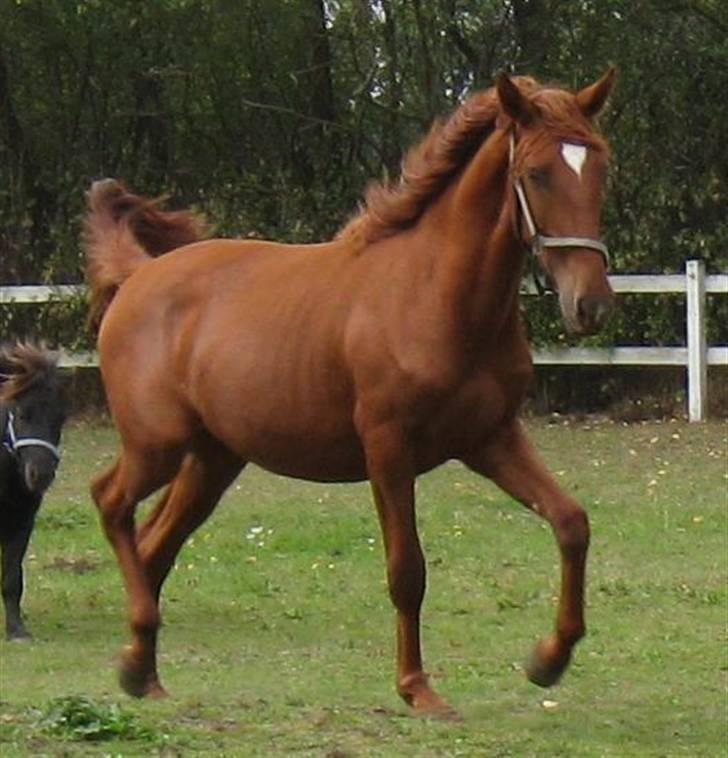 Lusitano Don Cavalo - september 2009 billede 5