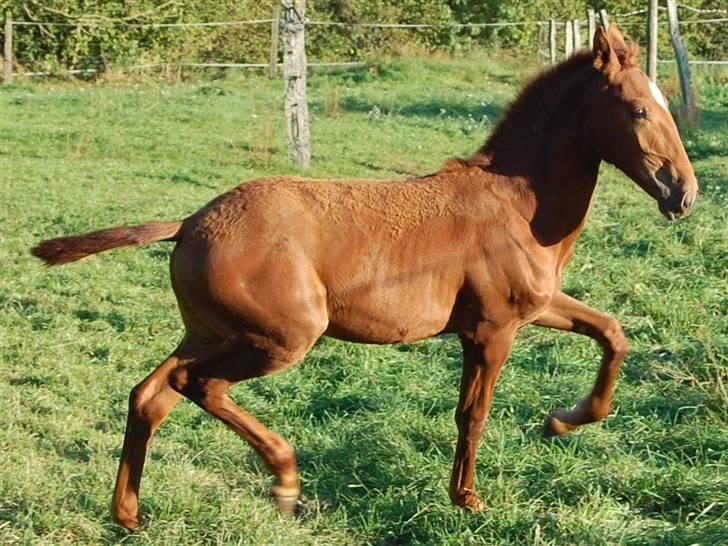 Lusitano Don Cavalo - oktober 2008 billede 6