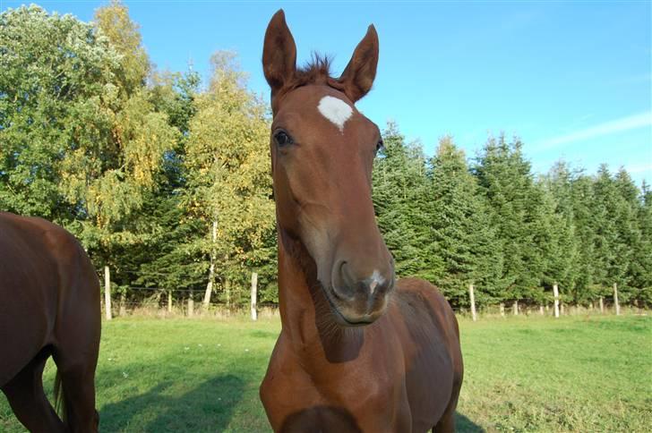 Lusitano Don Cavalo - 2008 billede 7