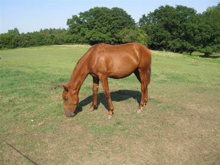 Lusitano Don Cavalo - sommer 2009 billede 9