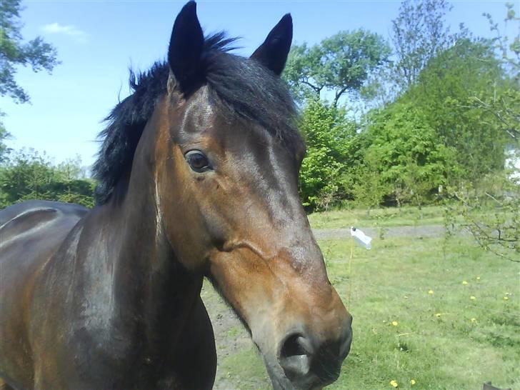 Irsk Sportspony captain jack - Dejlig er jeg(: billede 2